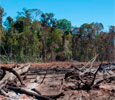 Imagem Estudo do INPE quantifica o papel do desmatamento e da degradação florestal nas emissões de CO2 até 2050