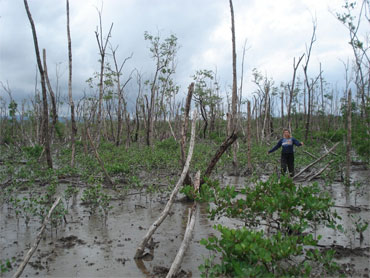Pesquisadores avaliam destruição em manguezal. Foto: Inpe