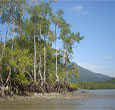 Imagem INPE pesquisa ameaça a manguezais no litoral paulista